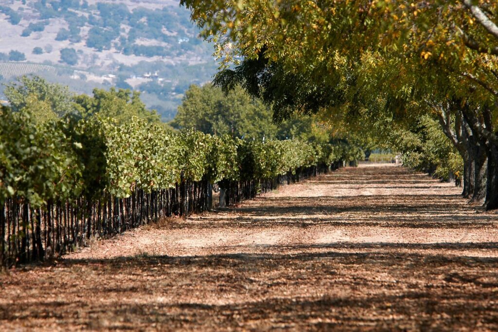 View of Napa valley vineyards