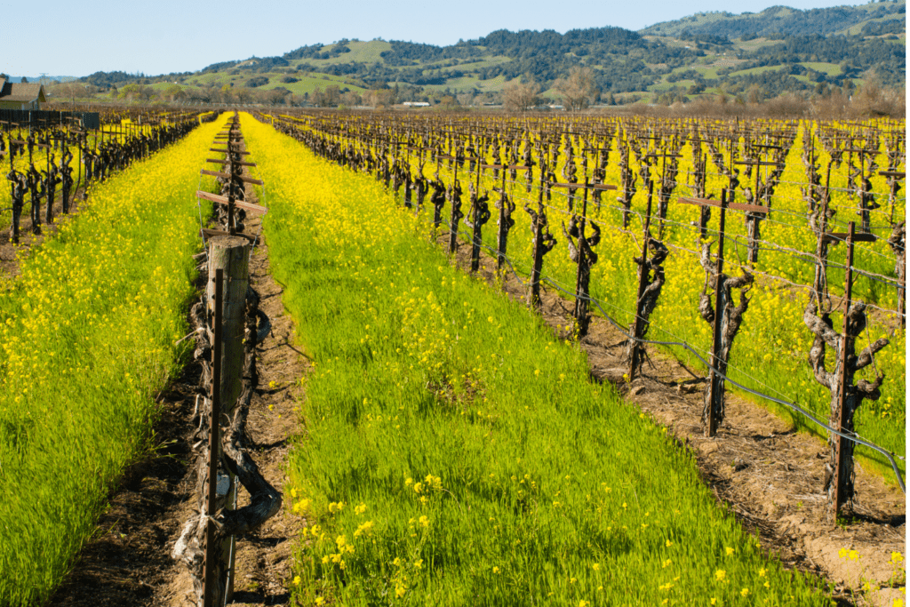 Vineyard in Alexander Valley- an underrated California wine region. 