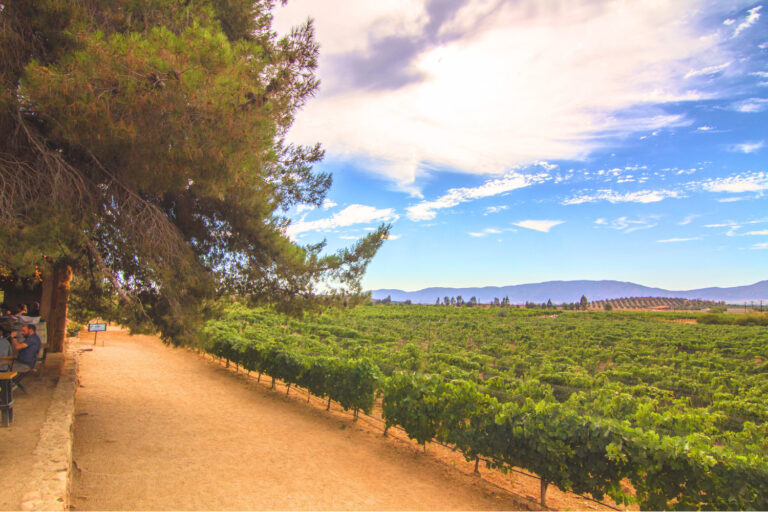 10 Best Wineries in Valle de Guadalupe To Visit This Year!