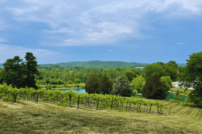 Top 20 Underrated Wine Regions in the United States