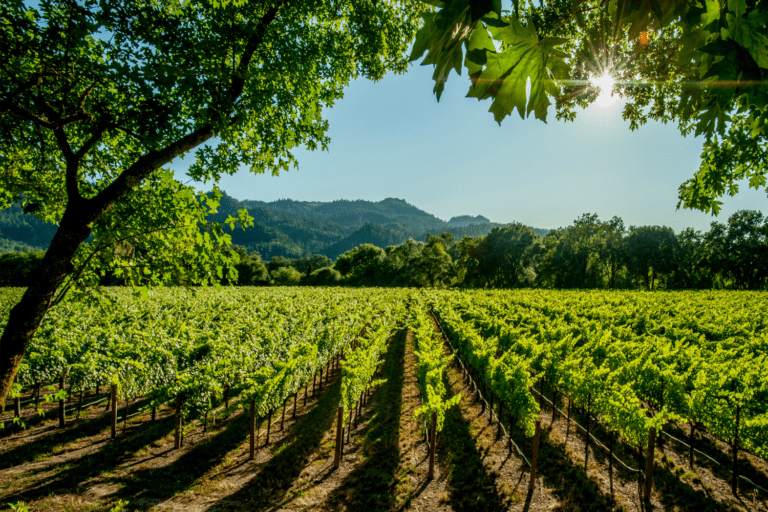 How to Plan the Perfect Wine Tasting Trip