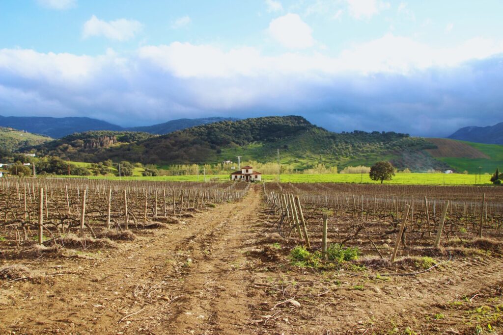 Underrated Wine Destinations in Europe- Malaga Spain