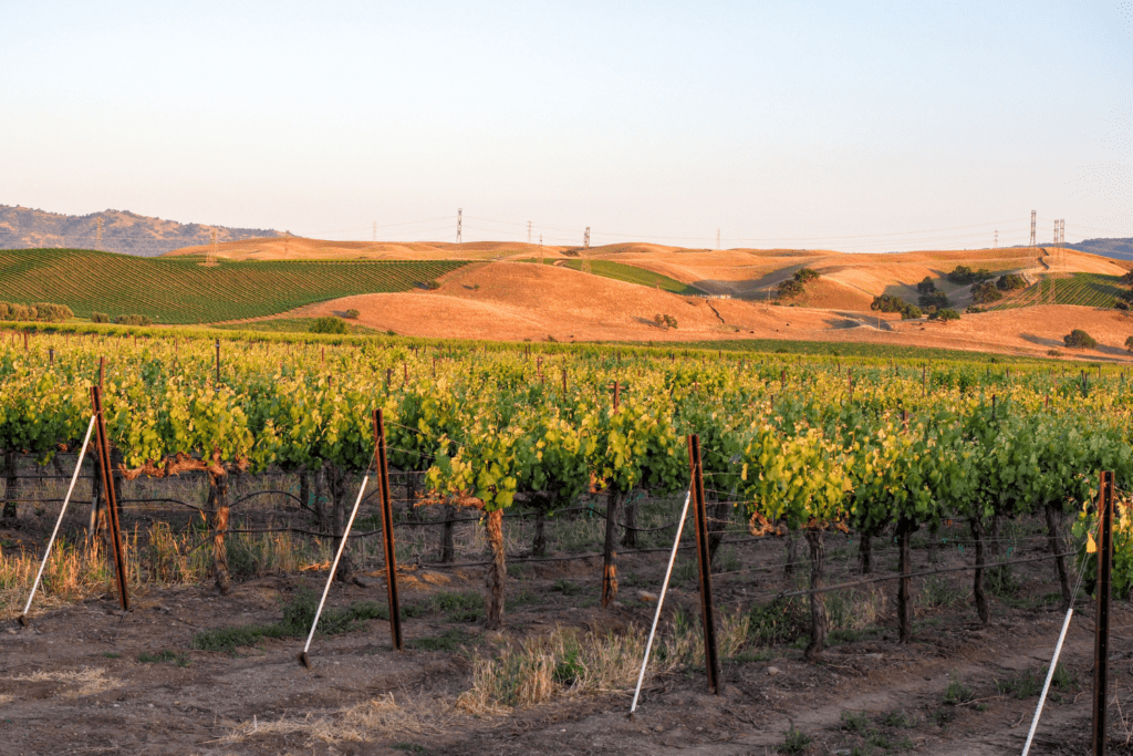 Livermore Valley wine region in California- a vineyard at sunset. 