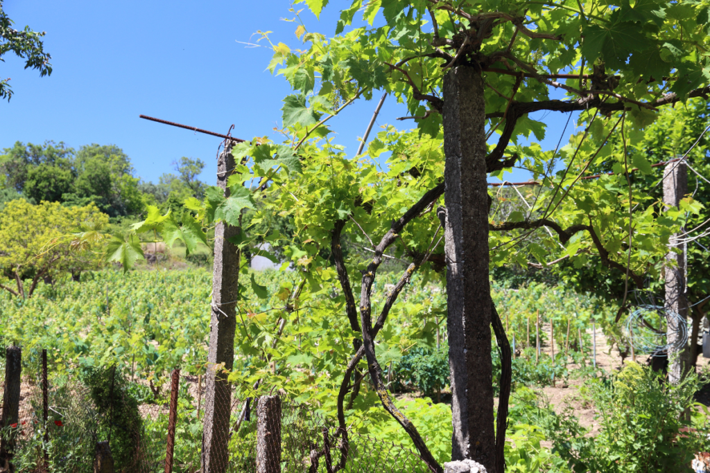 Vineyards in Corfu