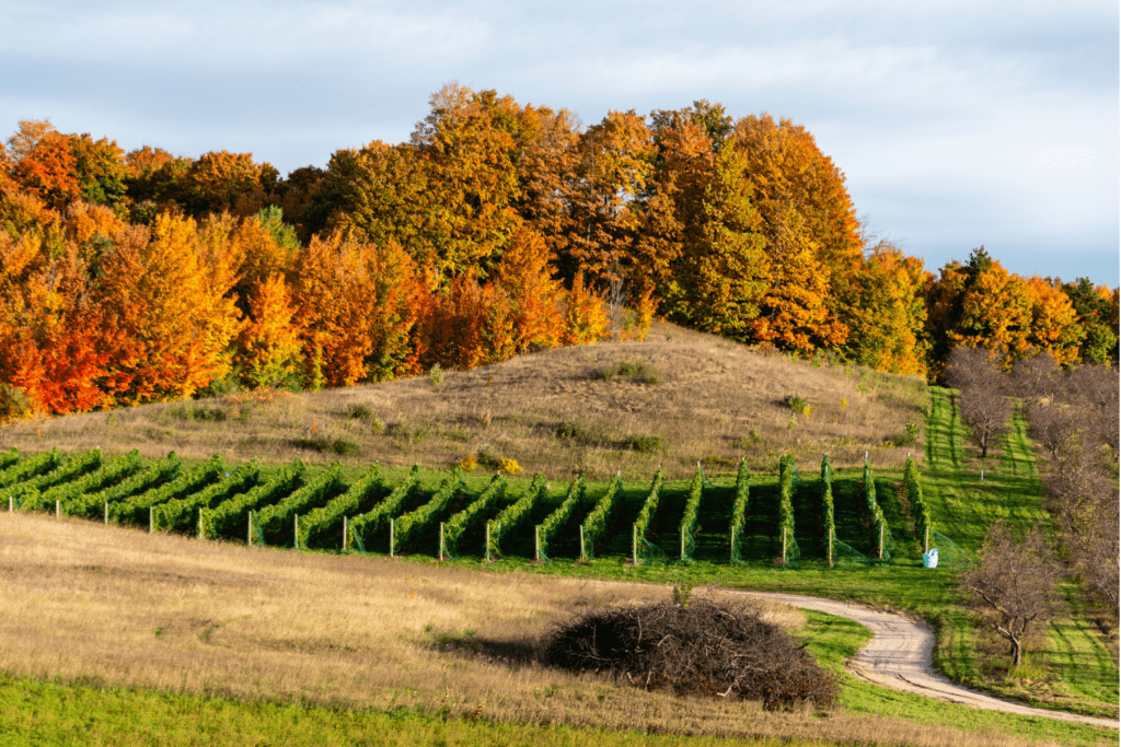 Michigan vineyard in the fall. 