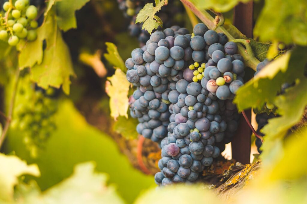 Wine grapes in Lodi