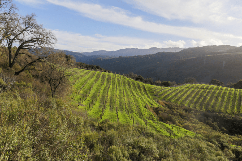 Rolling green hills of a vineyard in a north California wine region of Santa Cruz. 