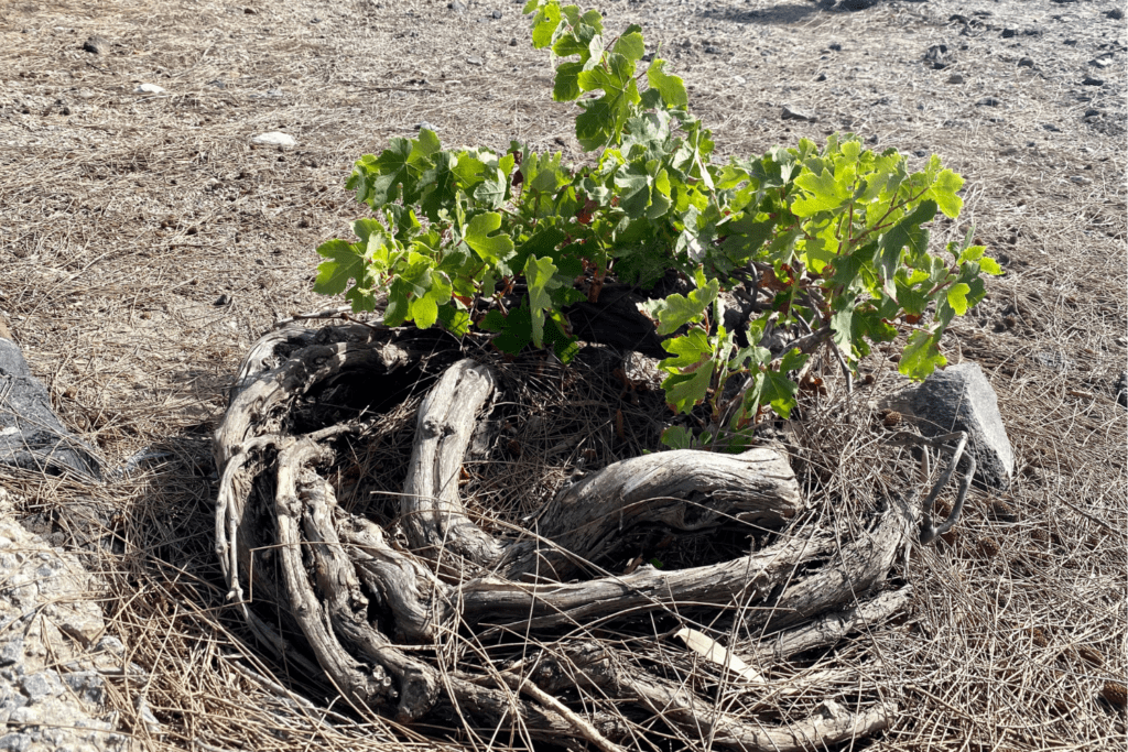 Santorini Vineyard Vines for Wine Growing.