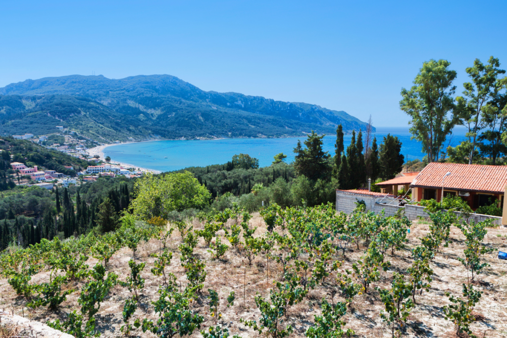 Vineyards overlooking water on Corfu Island