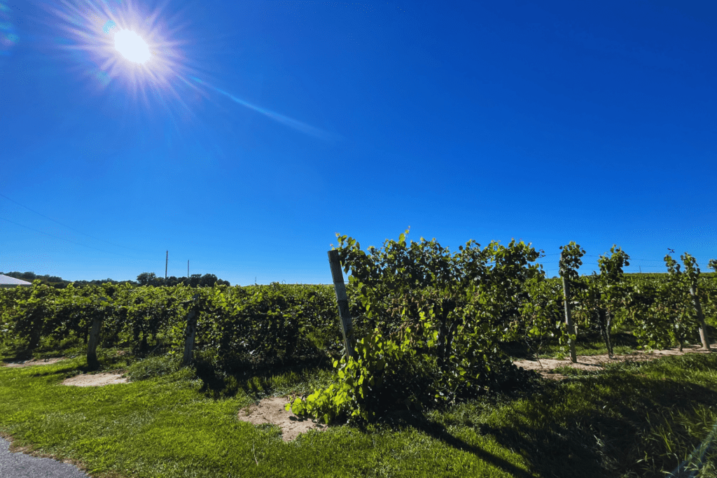 Sunny day at a Michigan winery. 