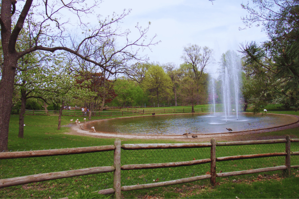 A pond with ducks and flamingos at Grant's Farm in St. Louis.