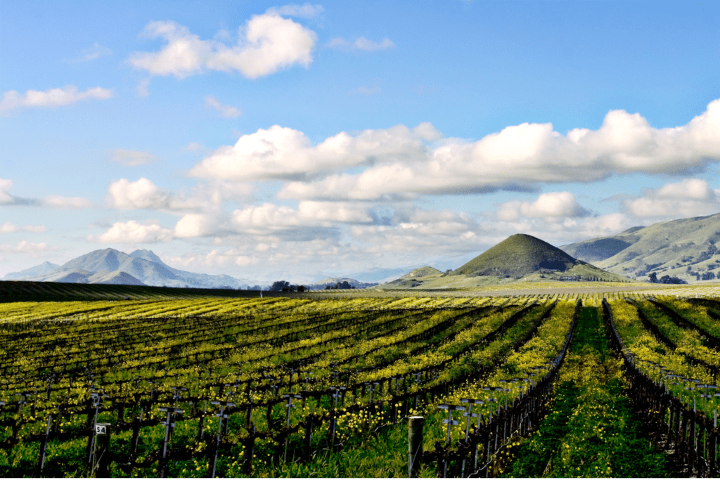 A vineyard with hills behind it and a blue cloudy sky. 