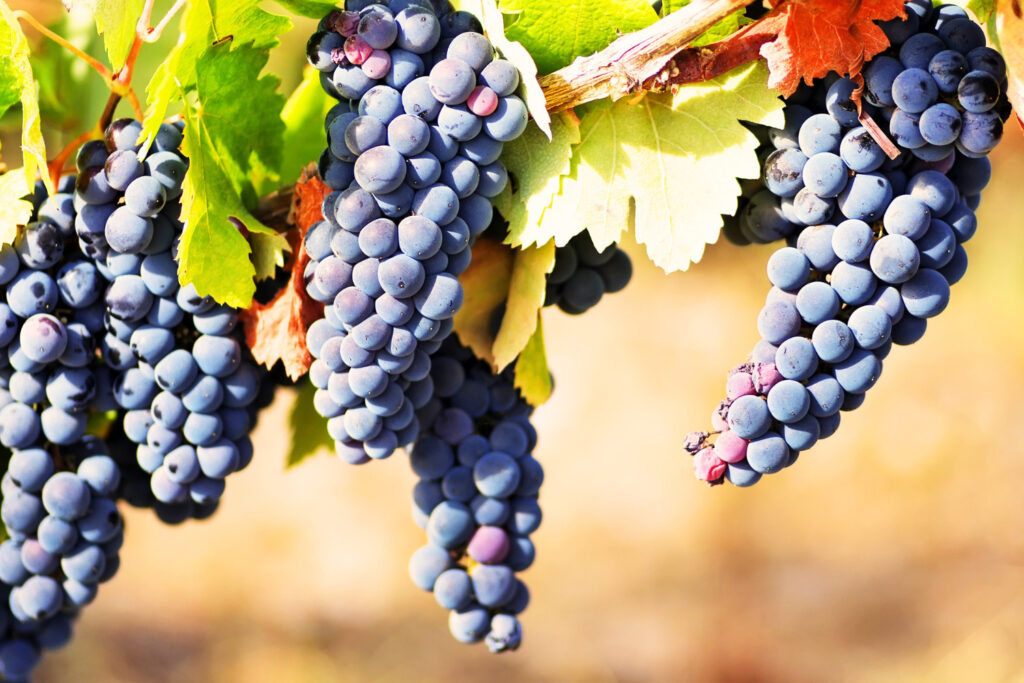 Alentejo Wine Grapes