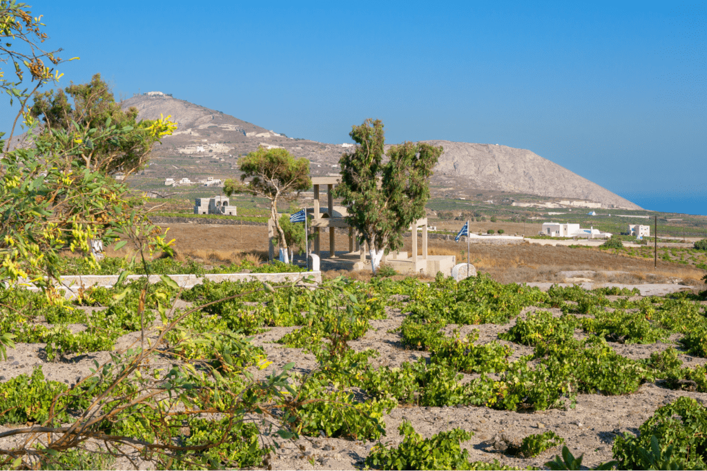 View of a vineyard during wine tasting in Santorini. 