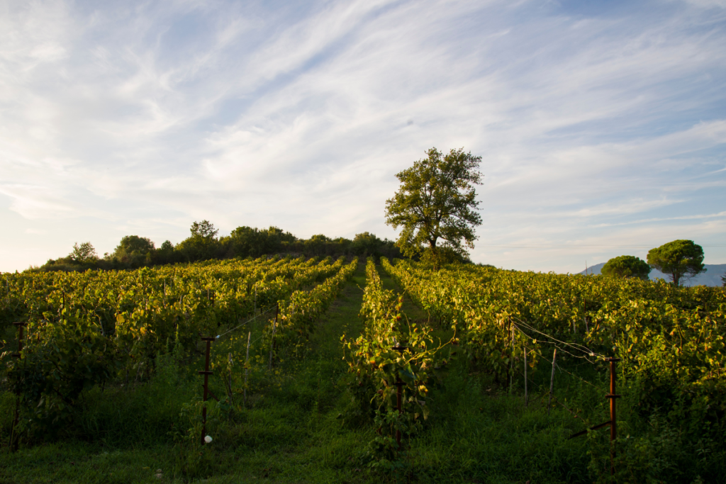 Vineyards at sunset on Corfu