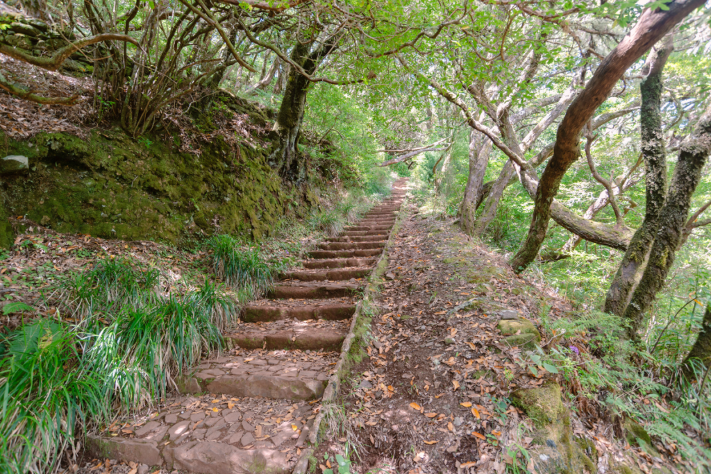 Trail in Madeira