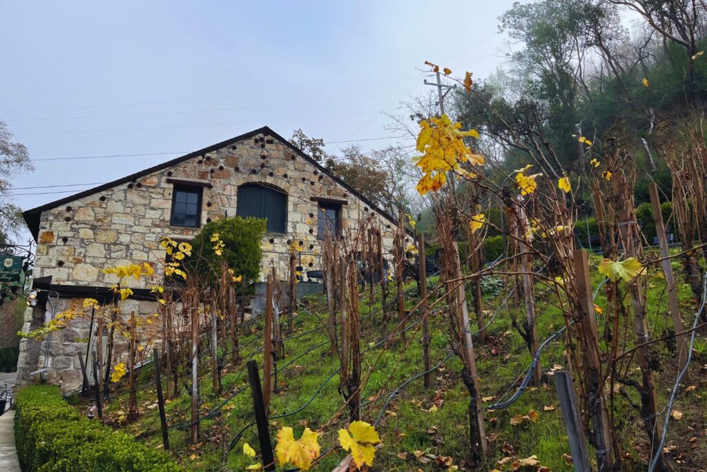 Winery in Sonoma- Buena Vista Vineyards