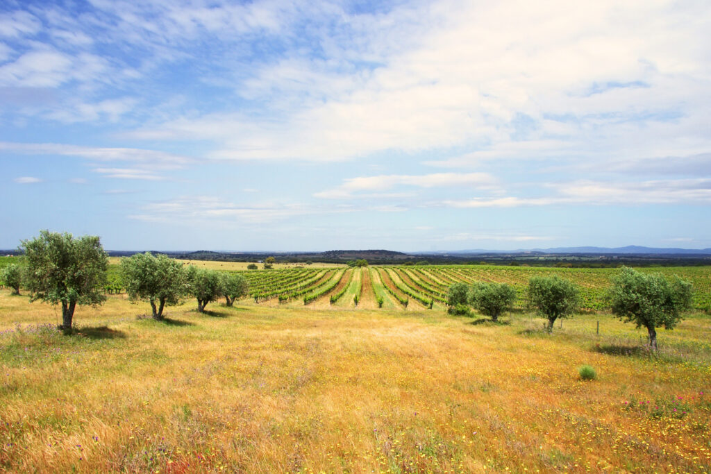 Alentejo Wine Region