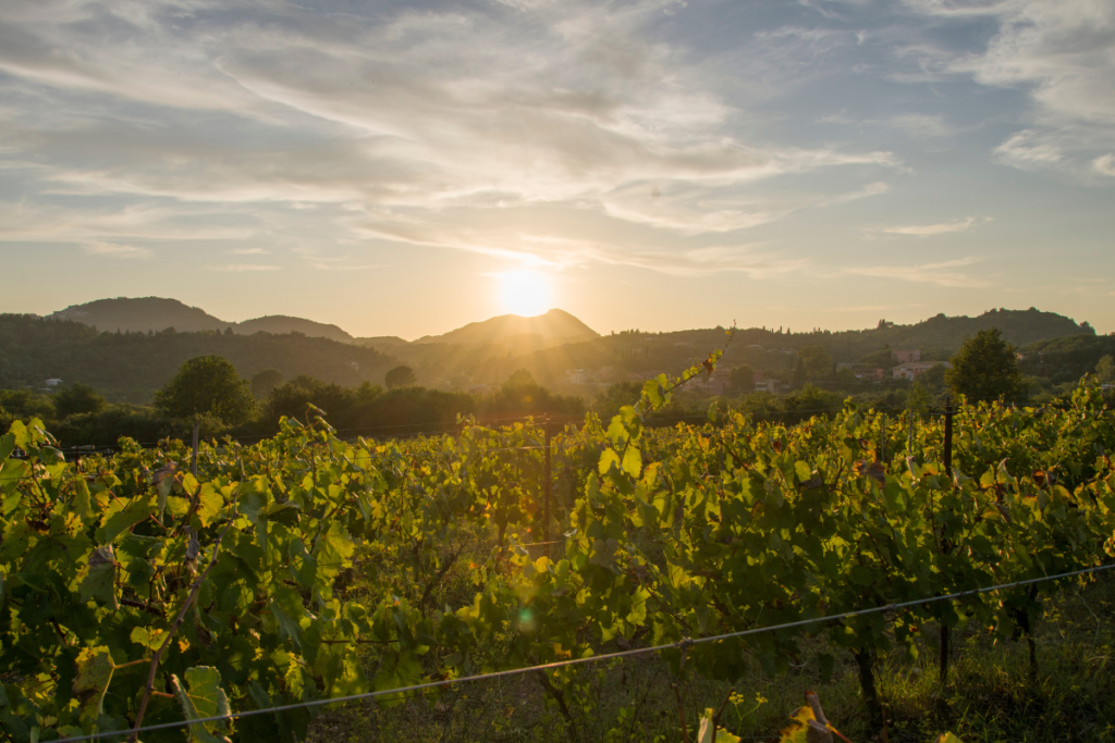 Vineyards at Sunset on Corfu