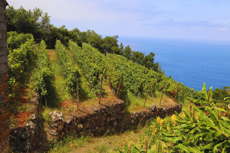 The BEST Madeira Wineries (Complete Guide)