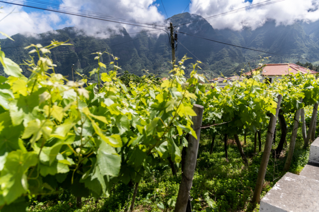 Winery in Madeira