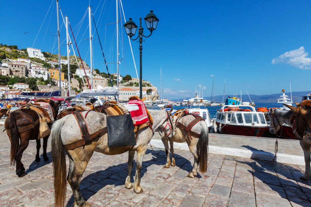 Donkeys at the Port of Hydra