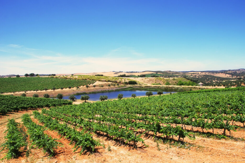 Alentejo Wine Region