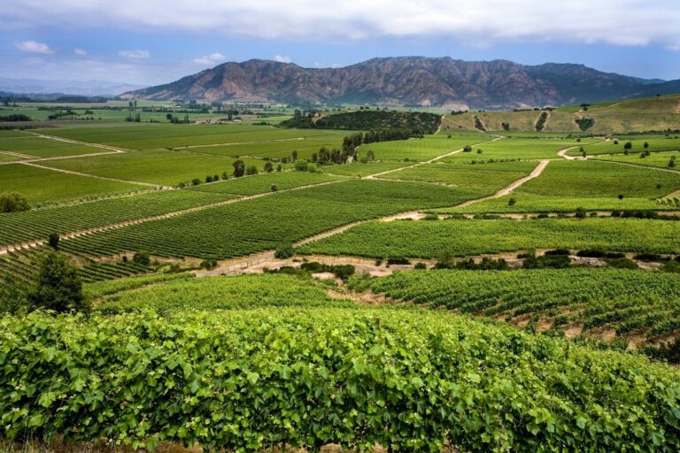 10 Must-Visit South America Wine Regions for Wine Lovers!