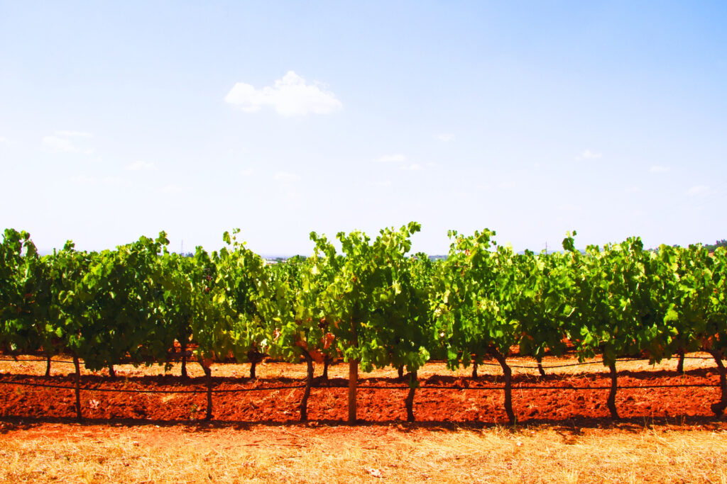 Alentejo Wineries