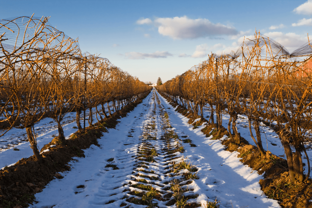 Vineyard in the winter. 