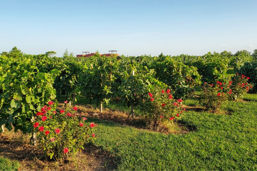 winery in Uruguay