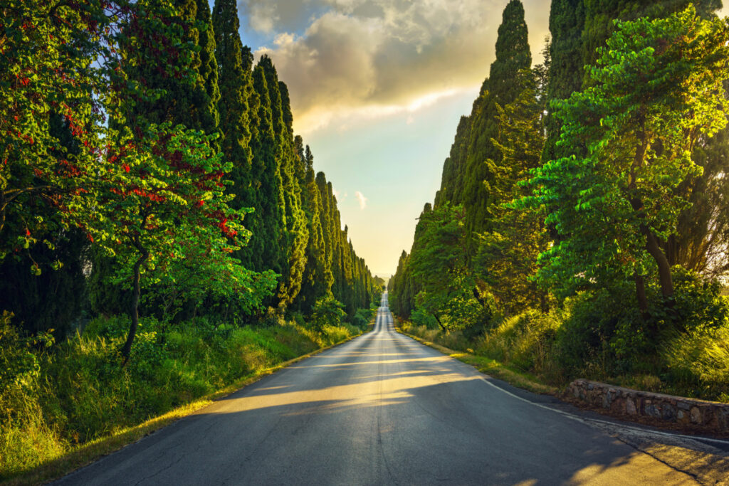 A road in central Italy leading to a vineyard. 