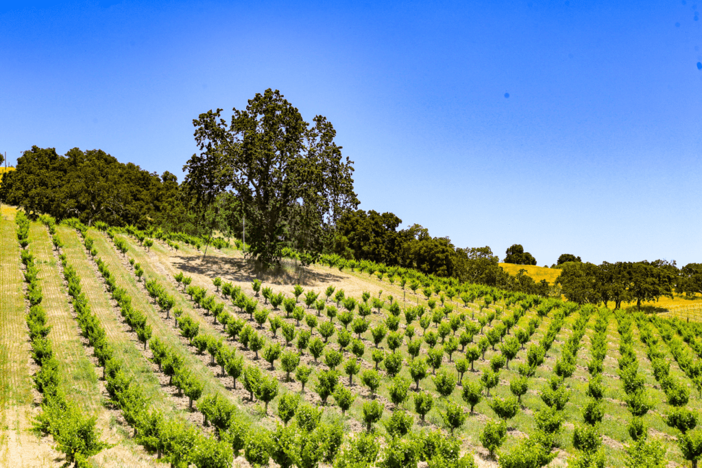 Vineyard in California with blue sky. 