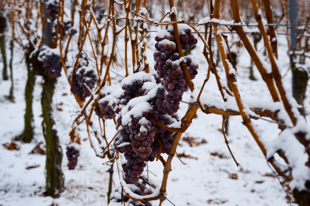 Frozen grapes at a vineyard in Michigan. 