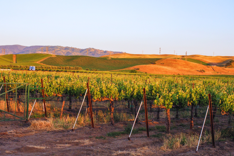 The 8 BEST Livermore Valley Wineries Worth the Visit