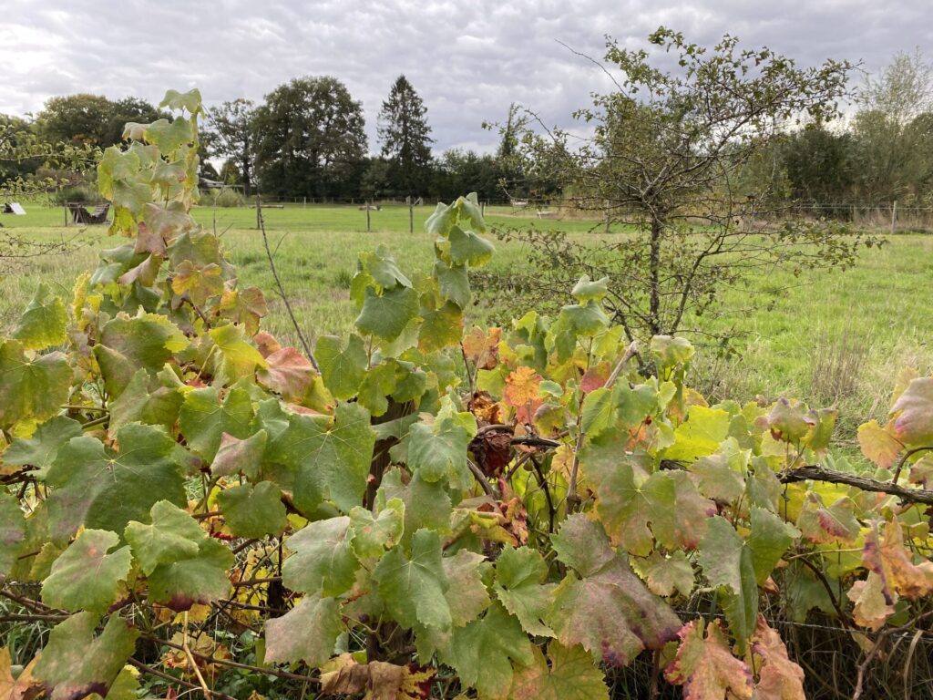 Underrated wine destination in Europe- Romania