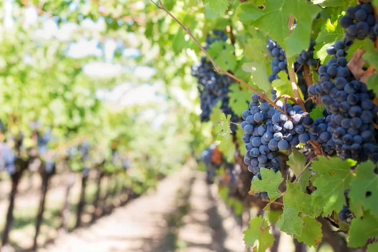 10 Best Wineries in San Luis Obispo County