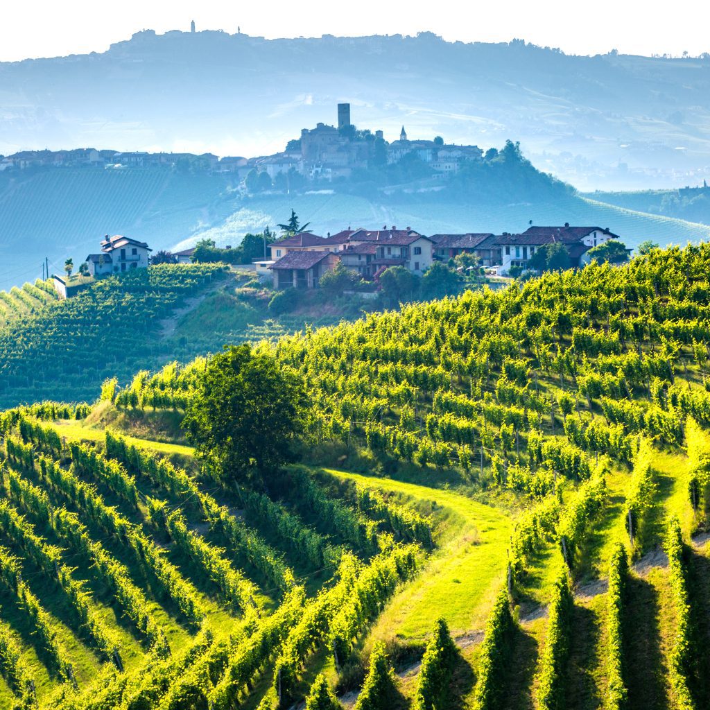 Green vineyards in Italy's wine region of Peidmont. 